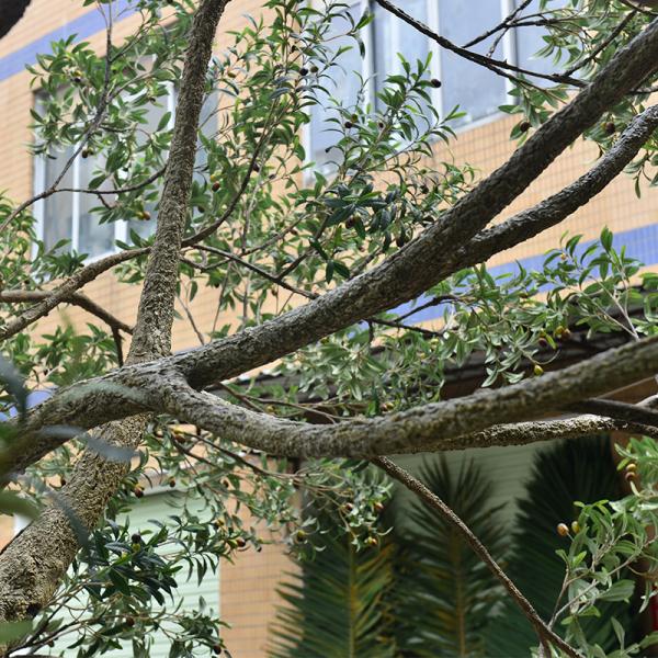 UV-Resistant large 5m customized olive tree artificial with Trunk Realism Realistic Fruits for Hotel Lobbies & Resorts Shopping Mall Luxury Villas