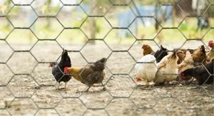 Weaving Hexagonal Wire Netting Hot Dip Galvanized Poultry Netting Fence