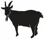 Goat Rapid Aqueous Adjuvant