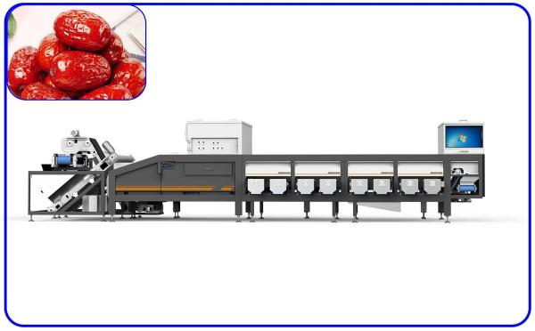A Machine That Automatically Sorts Jujubes According To Their Size 8 Lanes Dates