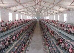 Buy cheap Smooth Surface Livestock Farming Equipment For Automated Egg Collection product
