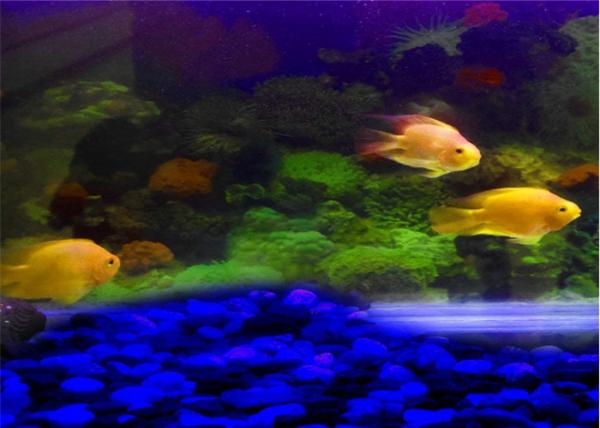 Quality Temperature Resistant Luminous Garden Stones With 12 Hours Glowing for sale