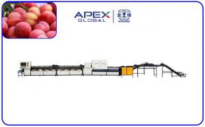 China PLC Control Automatic Plum Fruit Sorting Machine With 99.9% Accuracy on sale
