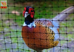 Buy cheap Pheasant Fence Net, Plastic Poultry Netting, Chicken Netting Fence, Eco Friendly, Black Color product