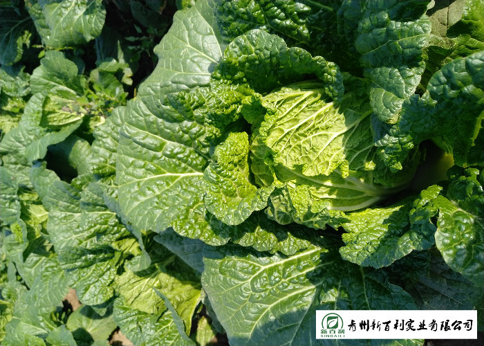 Japan Standard Fresh Chinese Cabbage No Pesticide Residue Apply To Supermarket