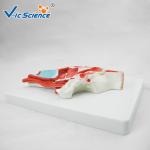 Artificial Human Anatomical Model Vertical Teaching Head Model VIC-324
