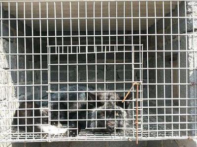 Quality Breeding Galvanized Welded Steel Wire Mesh 3.0mm Aquaculture Net for sale