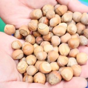 Buy cheap 380V 8 Channels Hazelnuts Sorting Machine 360 Degree Rotational Scanning product