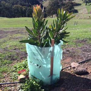 China PP Corrugated Plastic Tree Guard Corflute Plastic Tree Trunk Protectors on sale