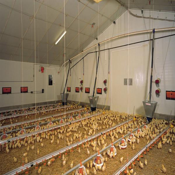 Quality Fully Automated Modular Steel Structure Poultry House Fireproof Prefab Farm Buildings for sale