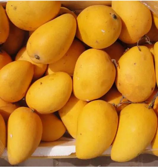 Quality Fruit And Vegetable Mango Processing Line 50 Tons / Hour for sale