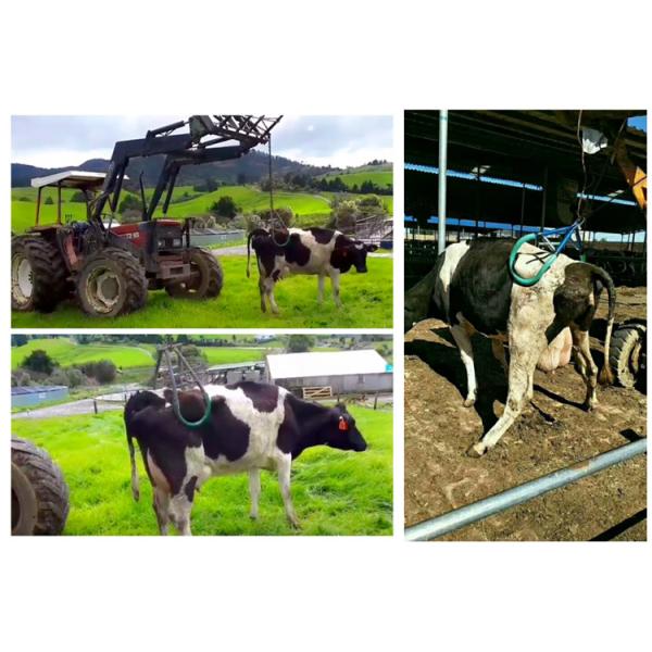 Cow Hip Lifter