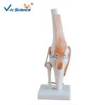 Life - Size Anatomically Correct Skeleton Foot Joint And Hand Models