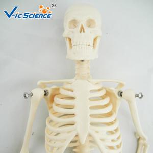 Buy cheap 45cm Mini Anatomical Skeleton Model Anatomically Correct Skeleton 3d Model product