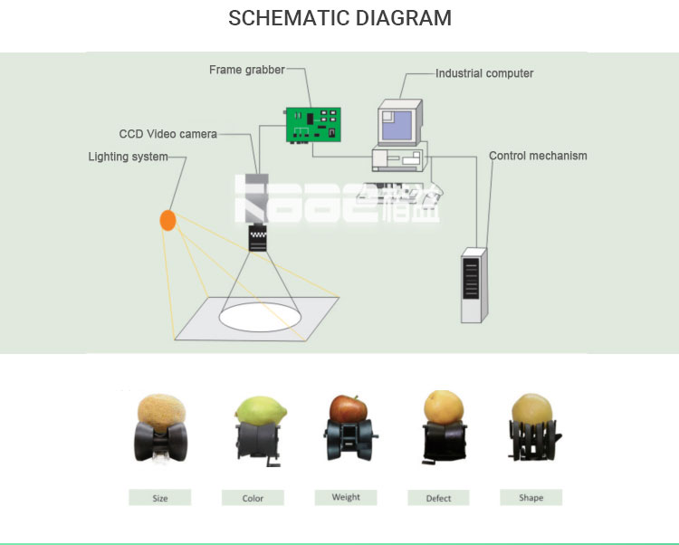 SS304 Automatic Fruit Sorting Machine Photoelectrical Fruit Grader Machine