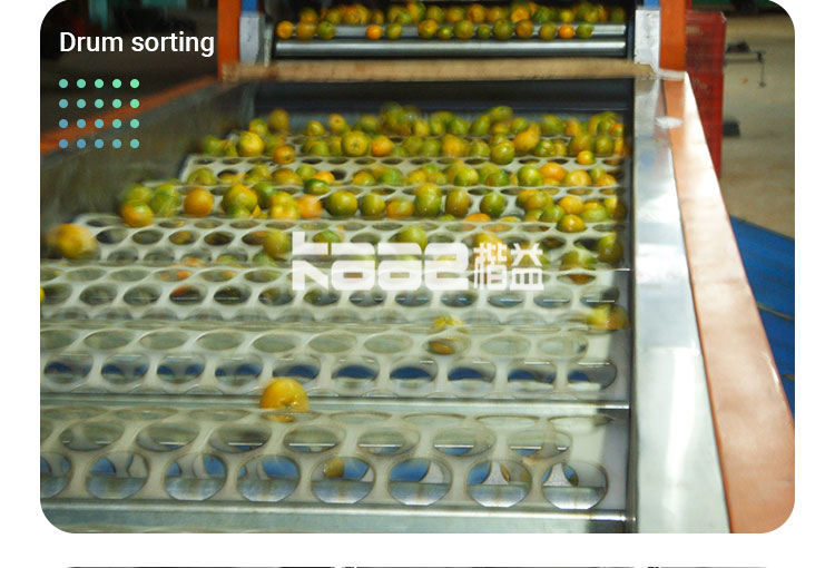 SS304 Automatic Fruit Sorting Machine Photoelectrical Fruit Grader Machine
