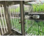 Liyi Plant Growth Chamber Artificial Climate Seed Germination Machine Plant