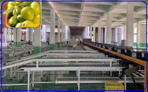 Buy cheap 2 Channel Olive Fruit Grading Machine Intelligent Computer Control product