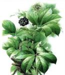 Siberian Ginseng Extract, Eleutherosides(B＋E) 0.8% 1.2%, Antifatigue, Enhancing