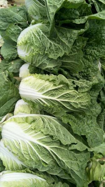 Quality Eco Friendly Organic Chinese Cabbage For Restaurant No Pesticide for sale