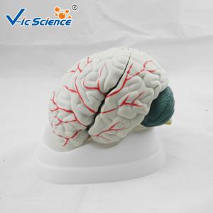 Buy cheap Advance Medical Human Brain Anatomy 3d Model For Teaching VIC-304A product