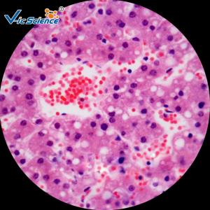 Buy cheap Lab Consumables Pathology Microscope Slides 50 Pieces For Medical Students product