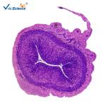 Medical Science General Histology Slides 24pcs Basic Histology Microscope