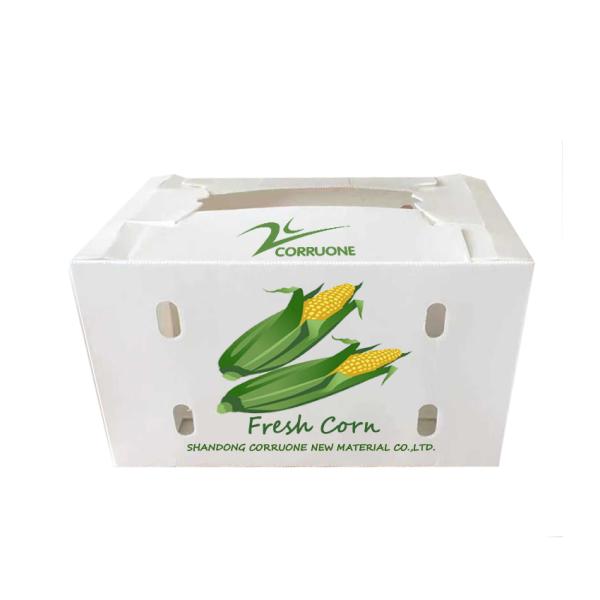 Broccoli PP Corrugated Sheet Box OEM Corrugated Polypropylene Boxes