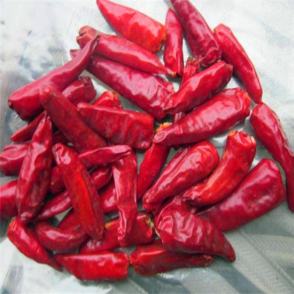 Quality Round 12% Moisture Red Bullet Chilli Anhydrous HACCP With Hat King Small Size for sale