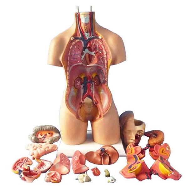 Quality 55 Cm Unisex Human Anatomy Medical Torso Model 20 Parts For Teaching for sale