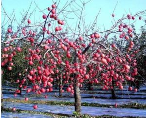 Apple Tree Greenhouse 12 Micron Agriculture Film Biodegradable