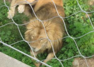Buy cheap AISI316L Soft Zoo Wire Mesh Net , Ferruled / Knotted Wire Mesh Fence For Animals product