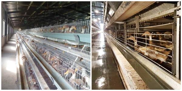 Quality 3 / 4 Tier Layered Duck Cage Automatic Control For Laying Eggs Q235 Material for sale