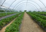 HDPE 40 / 50 / 60 Mesh High UV Insect Mesh Netting Covered Tomatoes Single Span