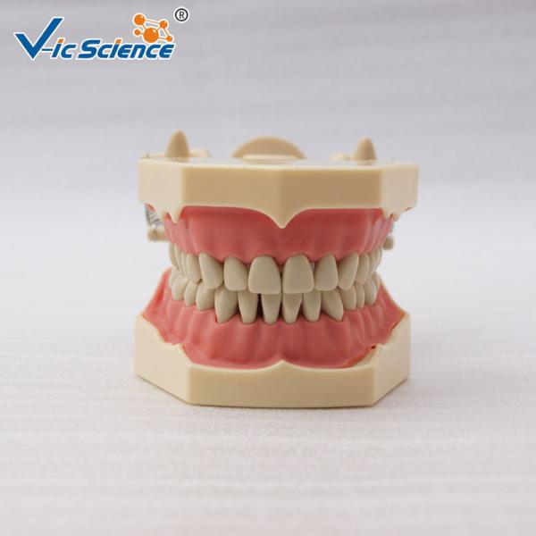 Quality Light  Medical Teaching Dental Study Models With DP Articulator VIC-A7 for sale