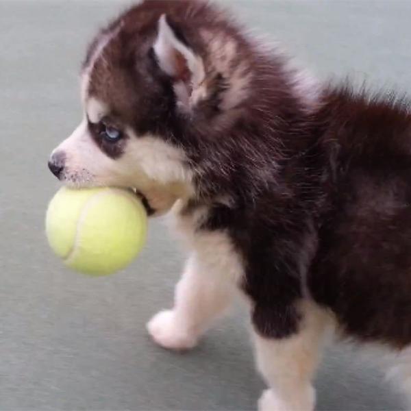 Quality pet playing ball for sale