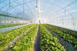 China Professional Insect Mesh Netting , Insect Protection Mesh ISO9001 Standard on sale