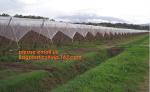 Green Construction Building Scaffolding Safety Net /Safety Mesh Netting