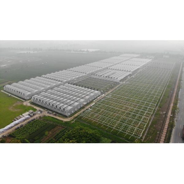 Agricultural Single-Span Tunnel Type Film Blackout Mushroom Greenhouse with Light Deprivation System for Medical Plants and Mushroom