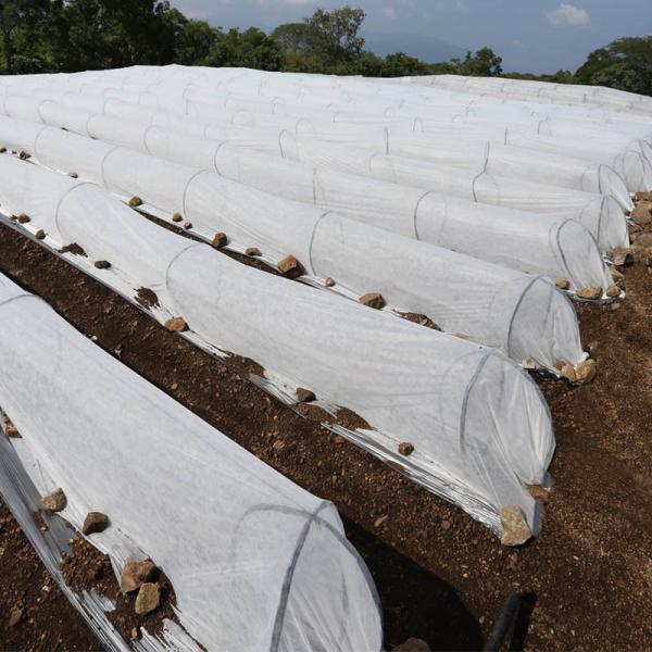 Quality Light Weight Non Woven Floating Row Cover Plant Cover Fabric for sale
