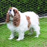 Direct Manufacturer Resist Rust 50m Hexagonal Wire Mesh For Chicken Coop