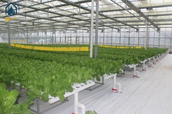 Quality NFT Hydroponic Channel Indoor Hydroponic Grow System For Leafy Vegetables for sale