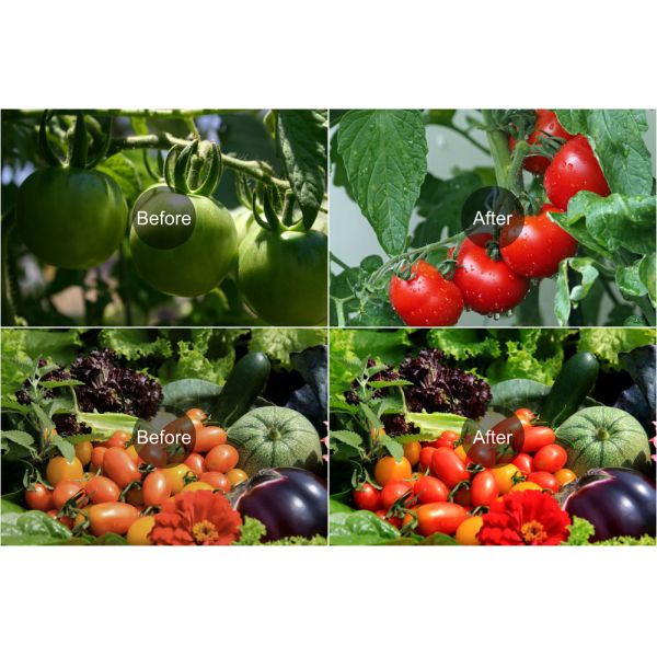 UV IR 660nm Red Horticulture LED Module Lm301h Kingbrite Quantum Board
