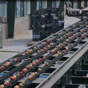 Buy cheap 220V / 50Hz Automatic Apple Sorting Machine Electronic Weighing System product