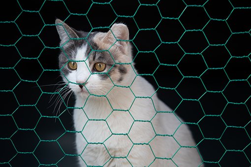Green Color Double Twisted Pvc Coated Hexagonal Wire Mesh Galvanized Chicken Wire Mesh For Farm Fence