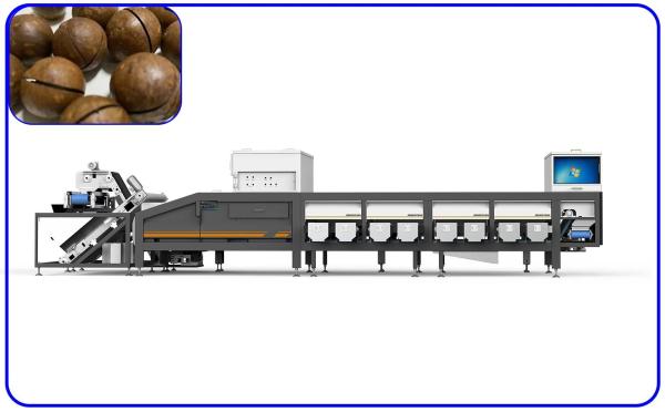 High Precision 7.8KW Grading Sorting Machine 12 Channel Electric Drive Nuts