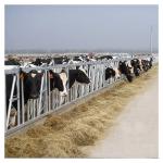 Customized Self Closing Cattle Head Lock Gates Large Fixed