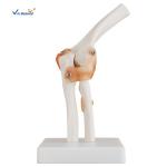Life - Size Anatomically Correct Skeleton Foot Joint And Hand Models