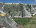 Plant Protection Net Manufacturing Machine Easy Operate For Anti - Bird Net
