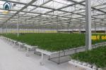NFT Hydroponic Gully System For Leafy Greens Cultivation